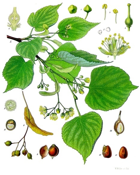 Tilia begonifolia
